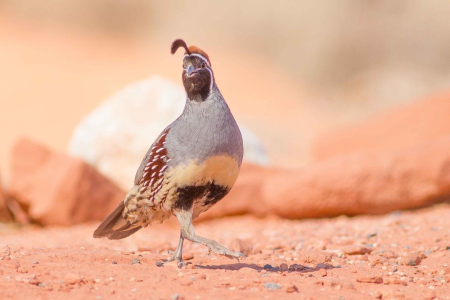 Gambel's quail 