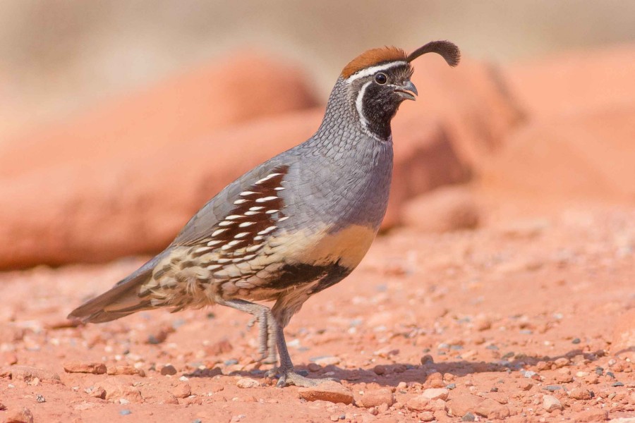 Gambel's Quail 