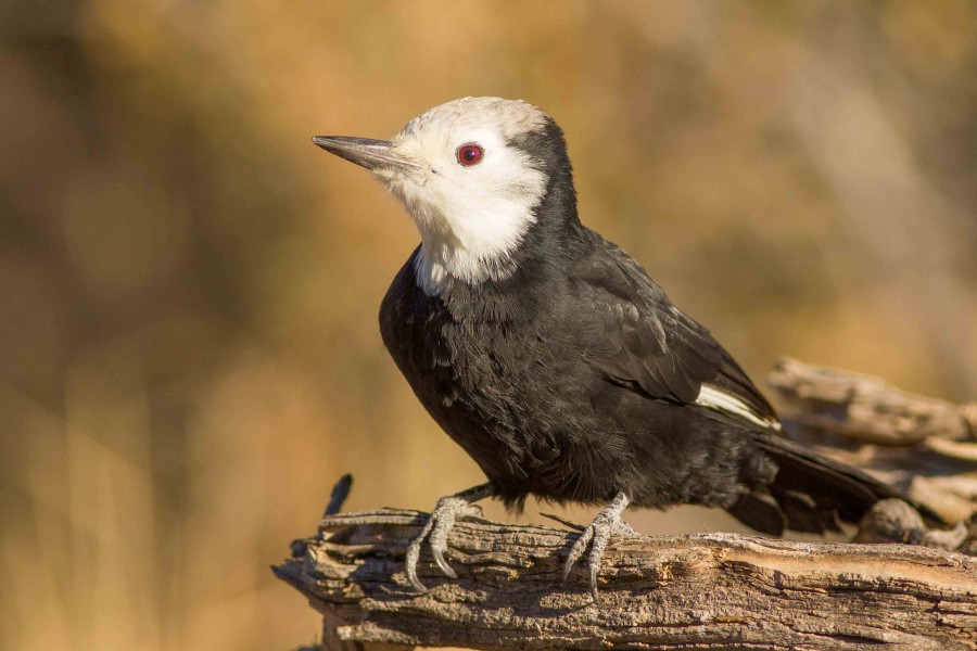 White headed woodpecker