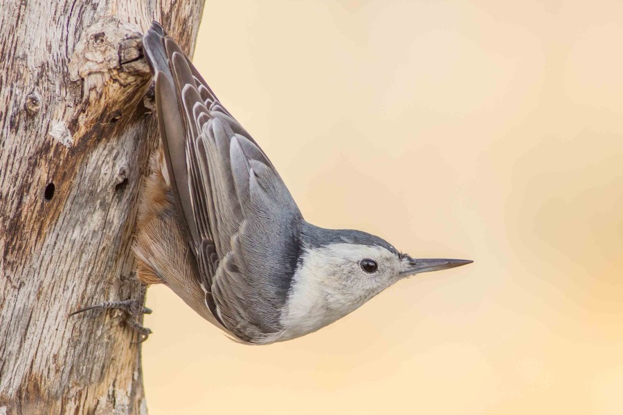 White breasted Nuthatch