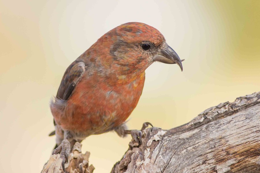 Red Crossbill