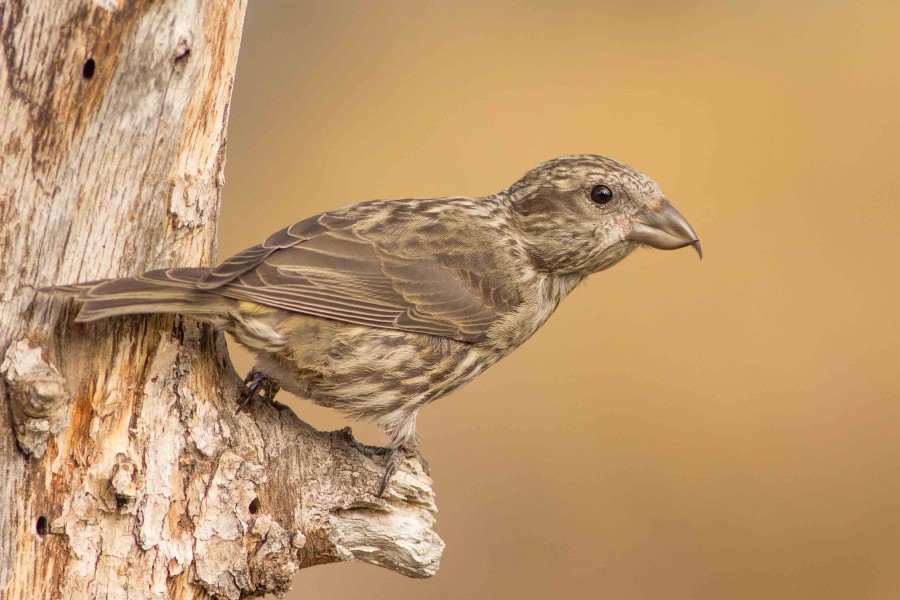 Red Crossbill