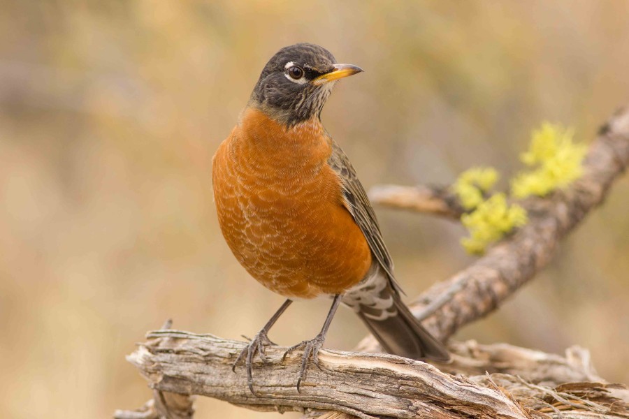 American Robin