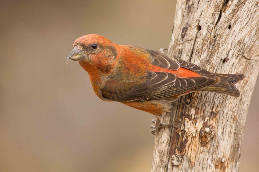 Red Crossbill