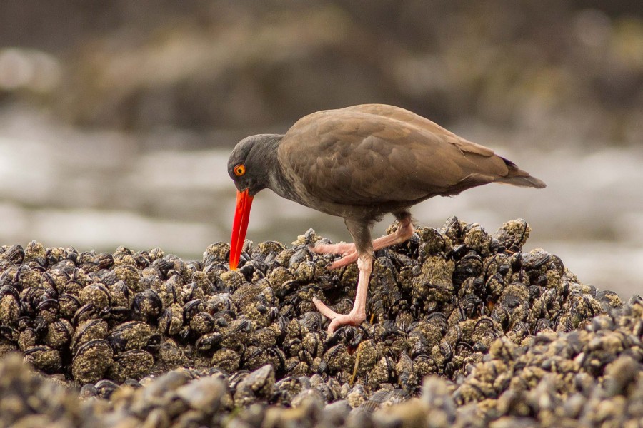 Black Oystercatcher 