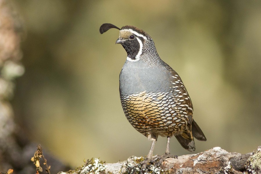 California Quail 