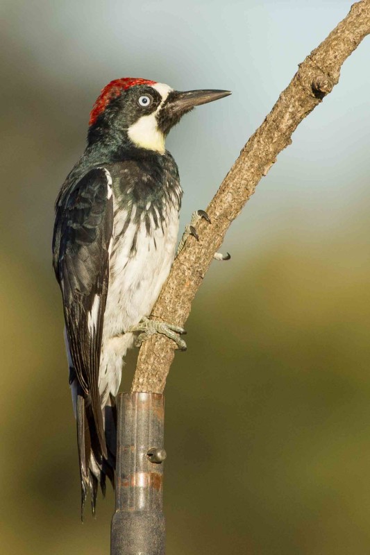 Acorn Woodpecker