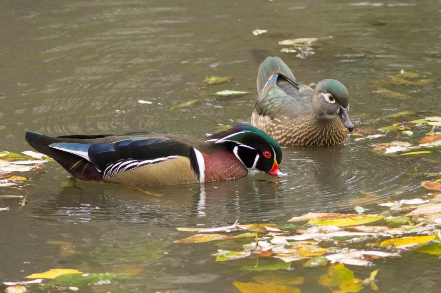 Wood duck 