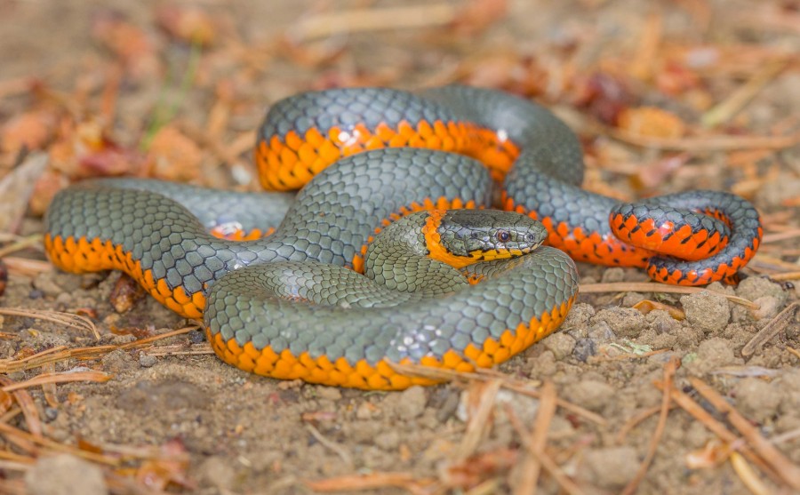 Ring necked snake