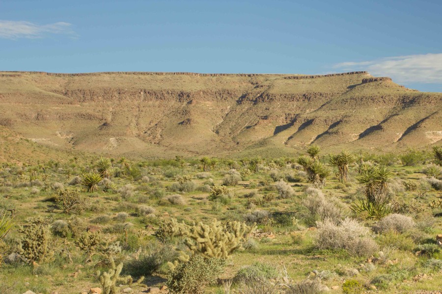 Mojave desert