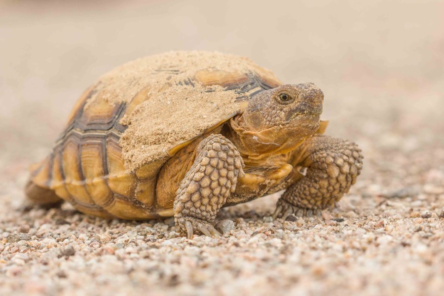 Desert tortise