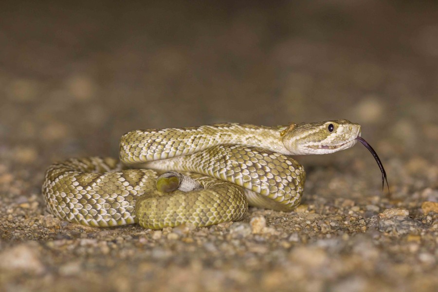 Mojave Rattlesnake