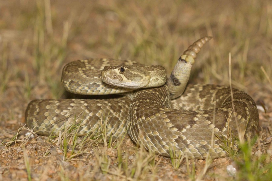 Mojave rattlesnake