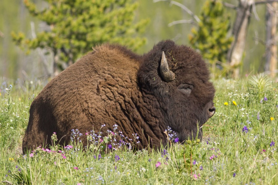 American bison