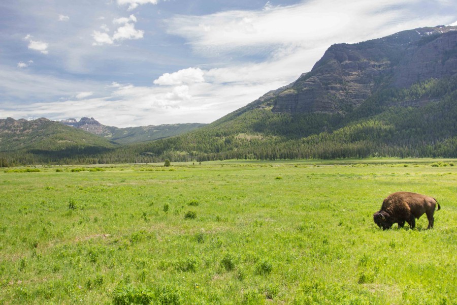 Yellowstone National Park