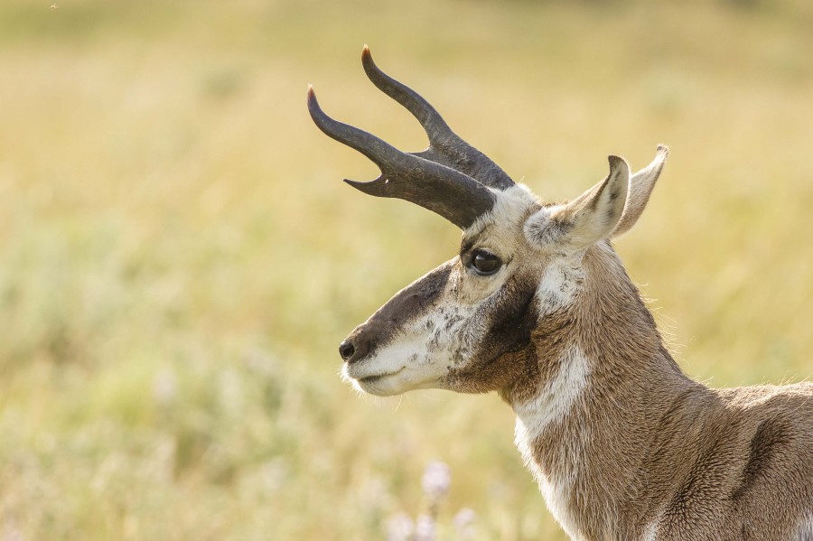 Pronghorn Antelope