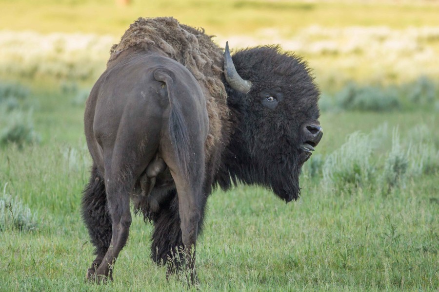 American Bison