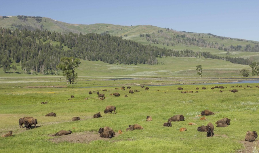 Lamar Valley Yellowstone