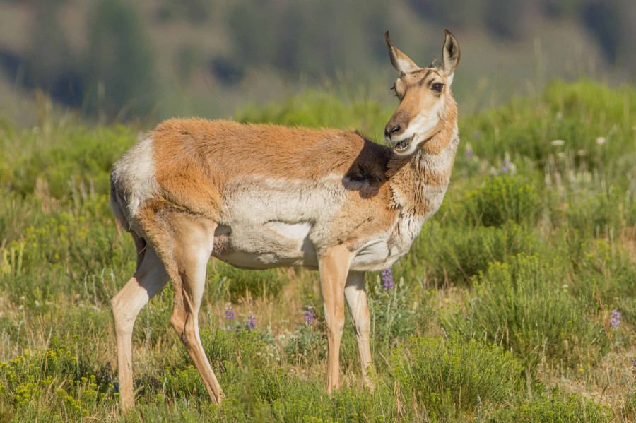 Pronghorn antelope