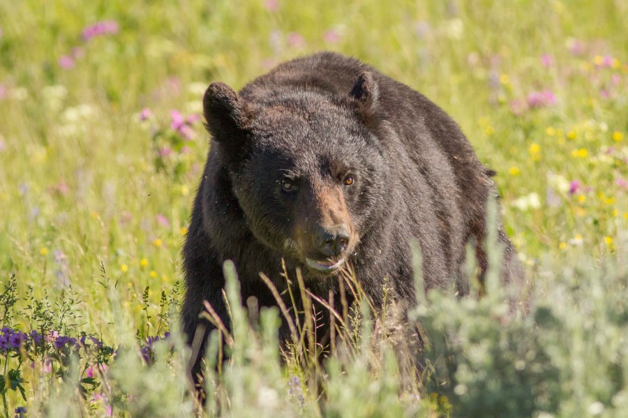 Black Bear yellowstone