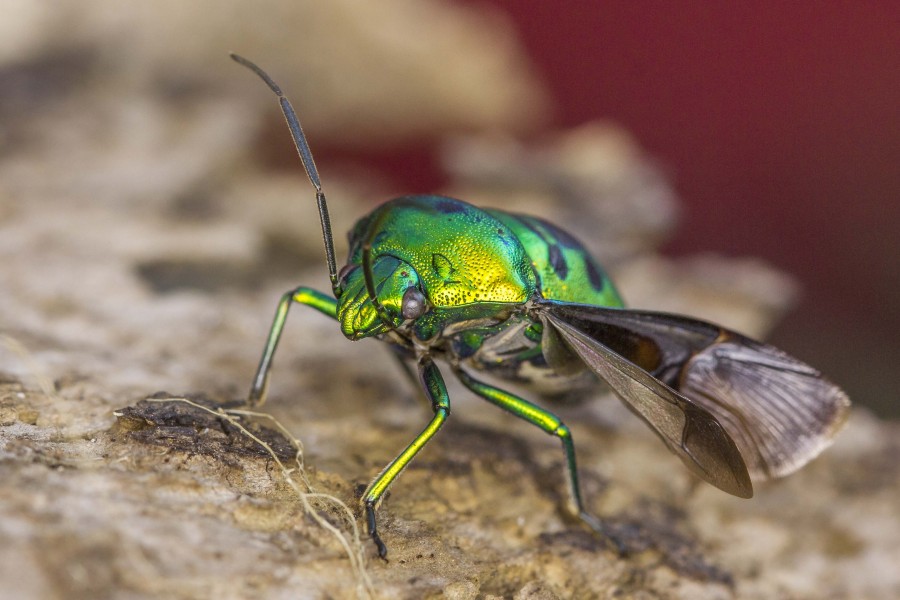 Jewel bug Goa wildlife