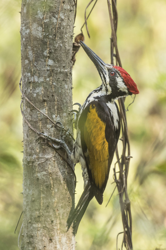 White-naped woodpecker Rahul Alvares