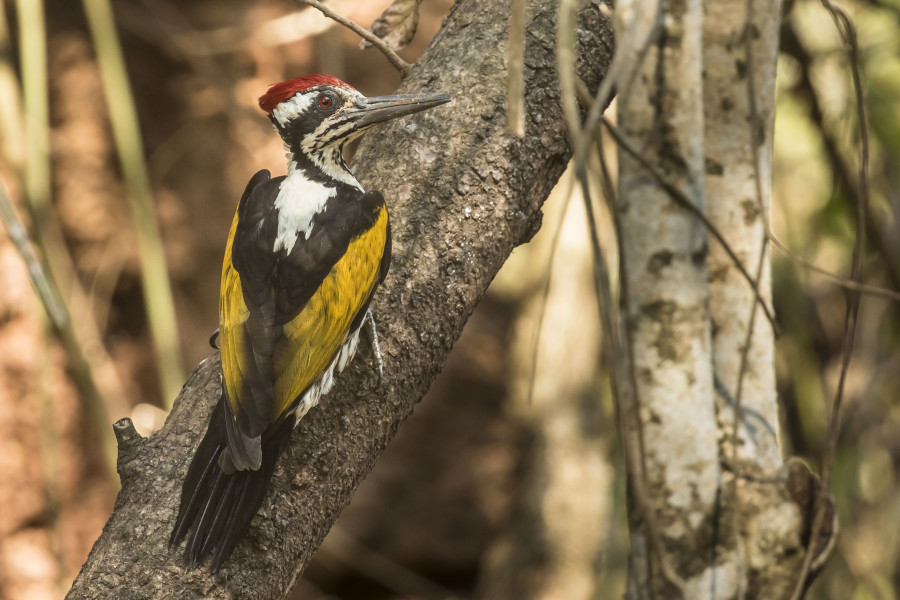 White-naped woodpecker Rahul Alvares