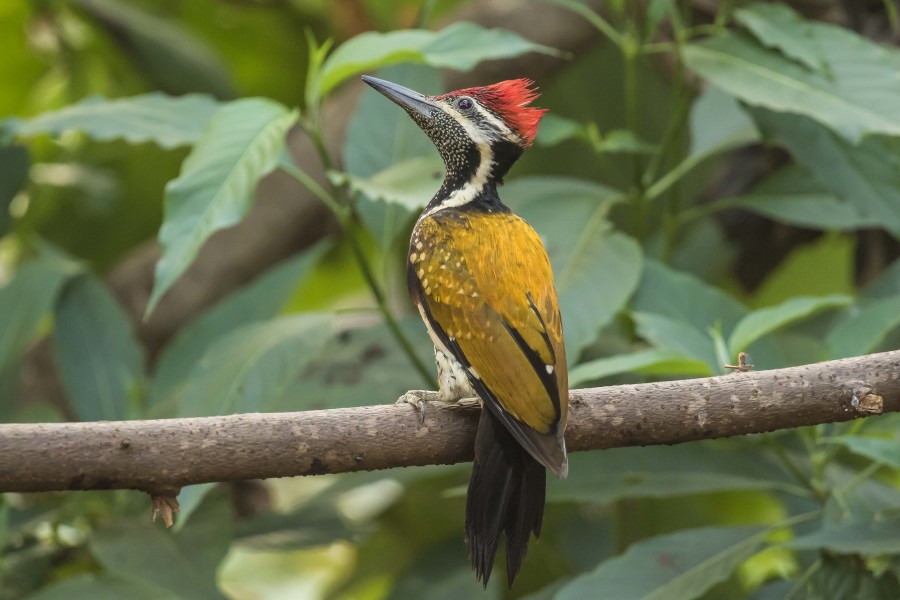 Lesser golden-backed woodpecker Rahul Alvares