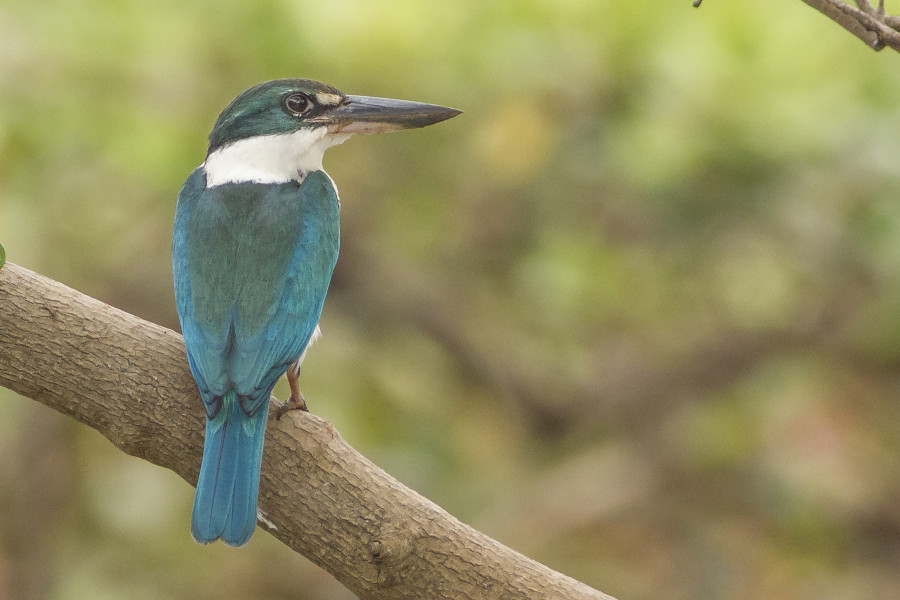 Collared kingfisher bird tours Goa