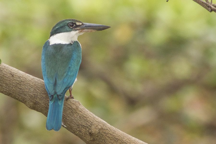 Collared kingfisher 