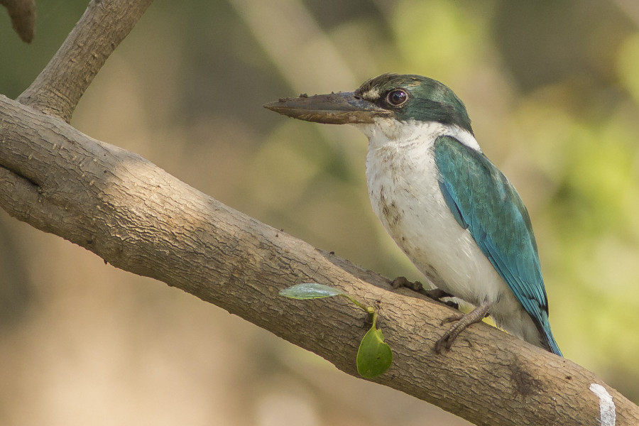 Collared kingfisher bird tours India