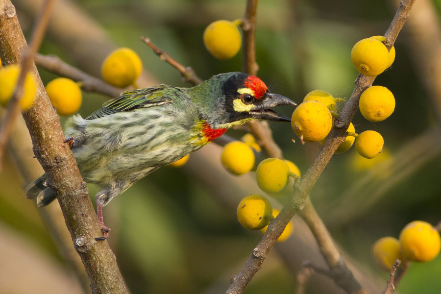 Coppersmith Barbet Goa birdtrips