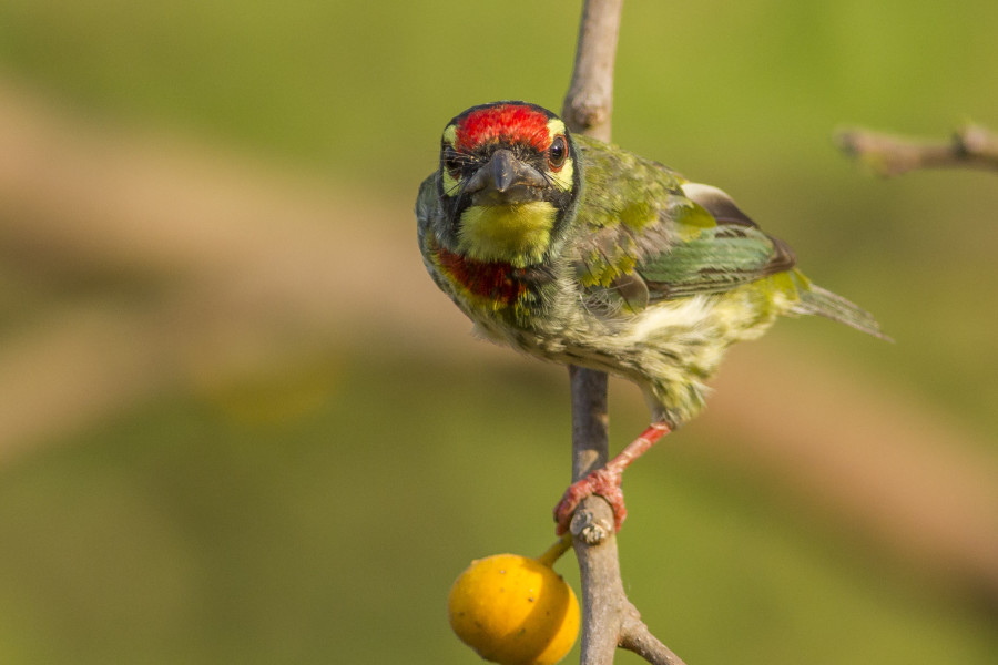 Coppersmith barbet birdwatching Goa