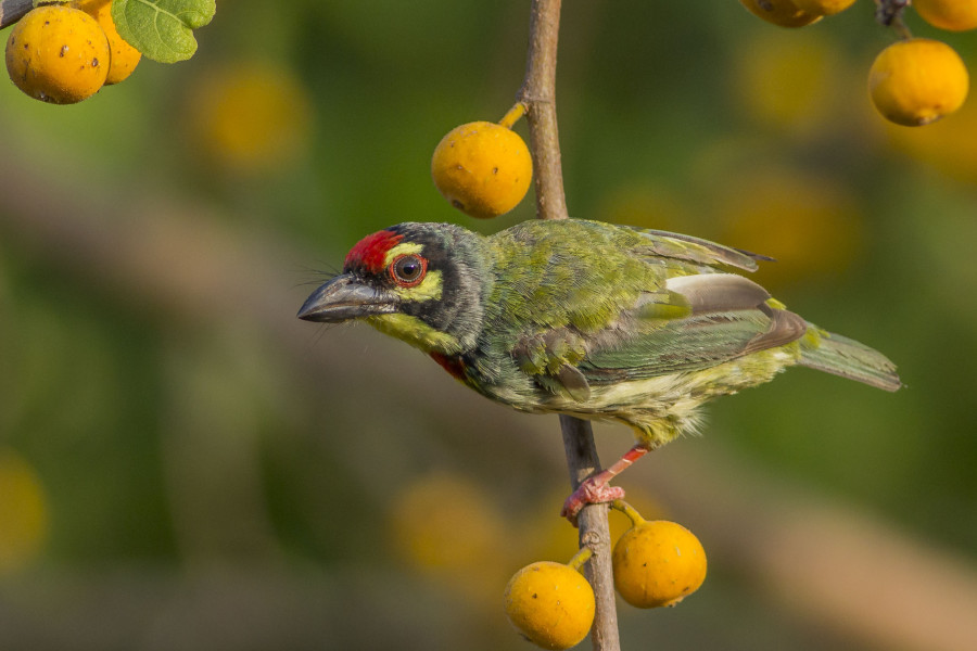 Coppersmith Barbet birding in Goa