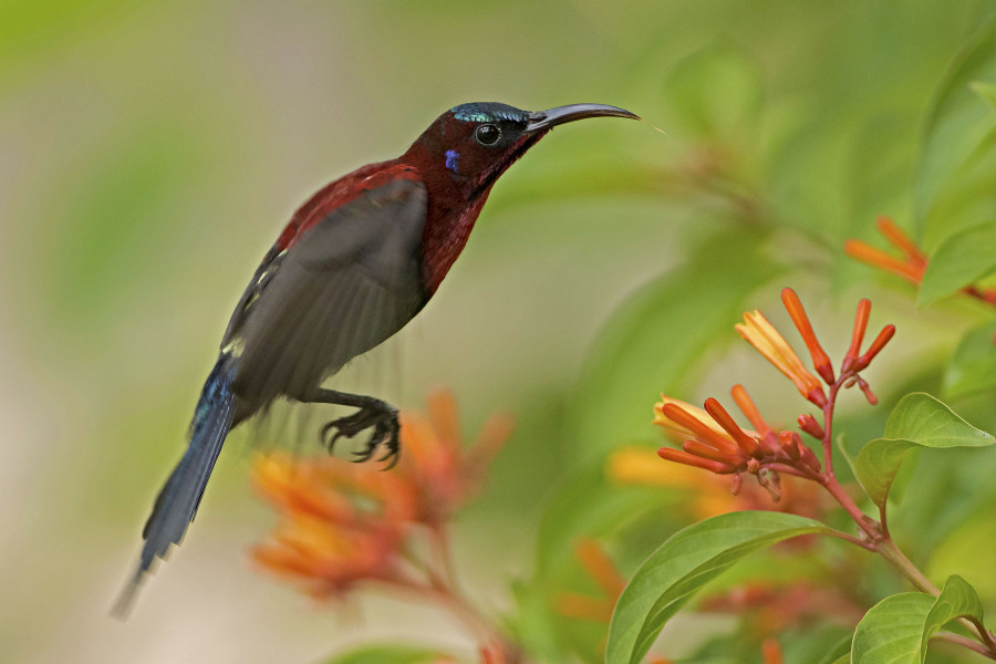 Vigor's sunbird Rahul Alvares Goa