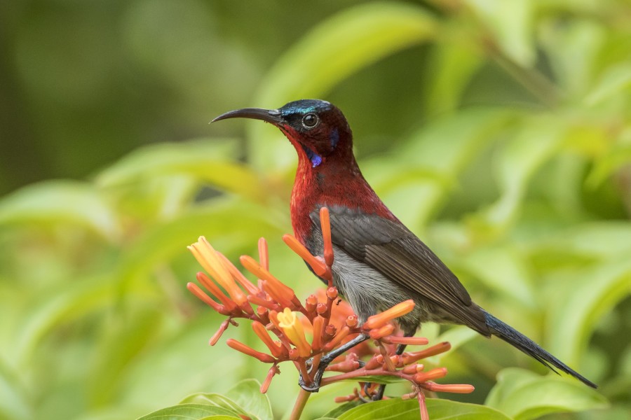 Vigor's sunbird Rahul Alvares Goa