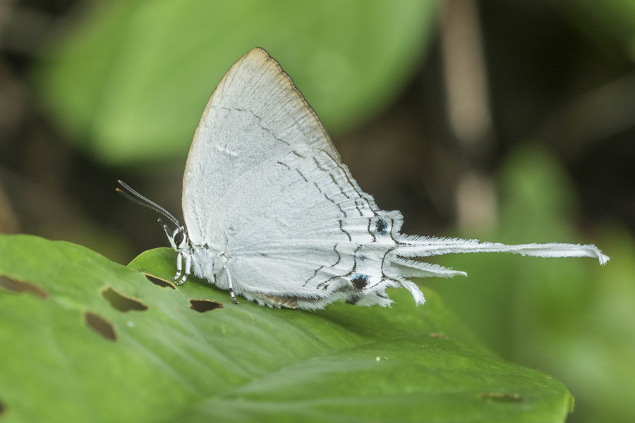 Sahyadri Common Imperial Rahul Alvares  butterfly trip