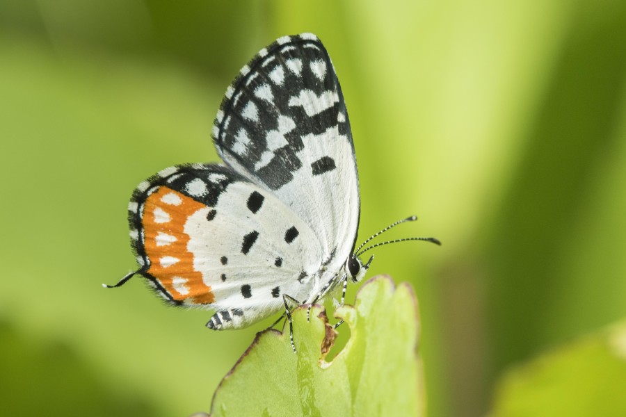 Rahul Alvares butterfly trip