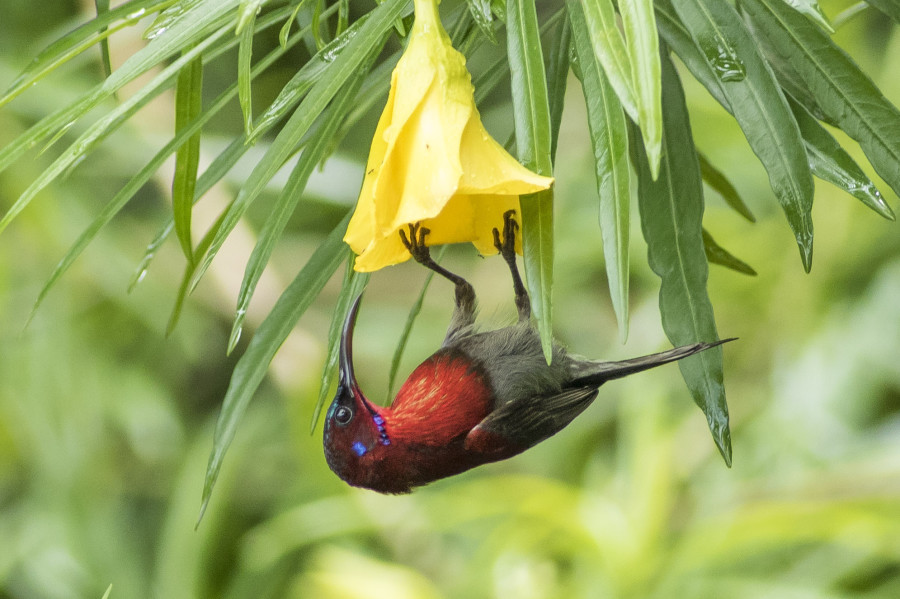 Vigor's sunbird Rahul Alvares Goa