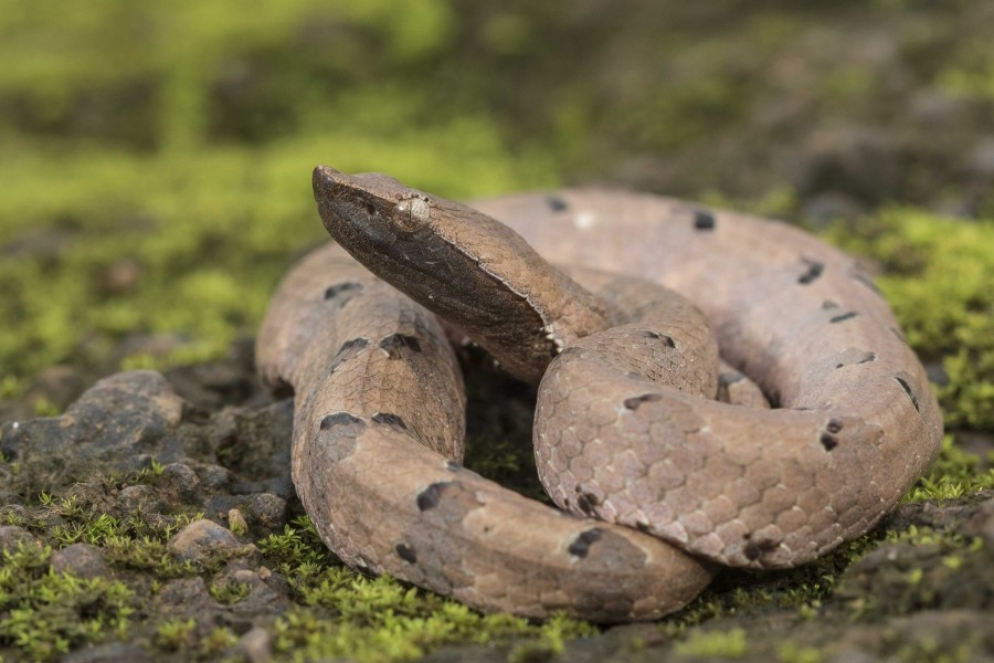 Hump nosed pitviper Rahul Alvares Goa