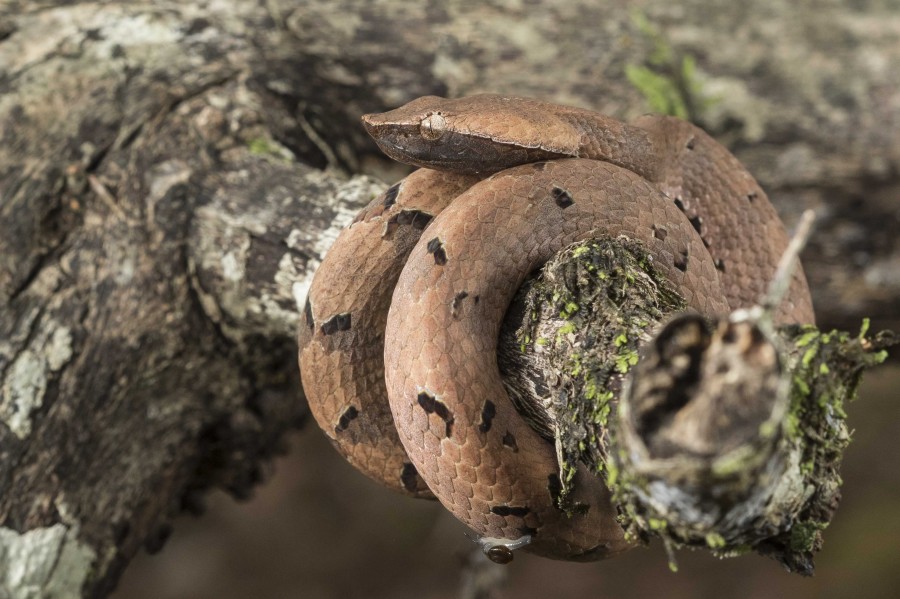 Hump nosed pitviper Rahul Alvares Goa