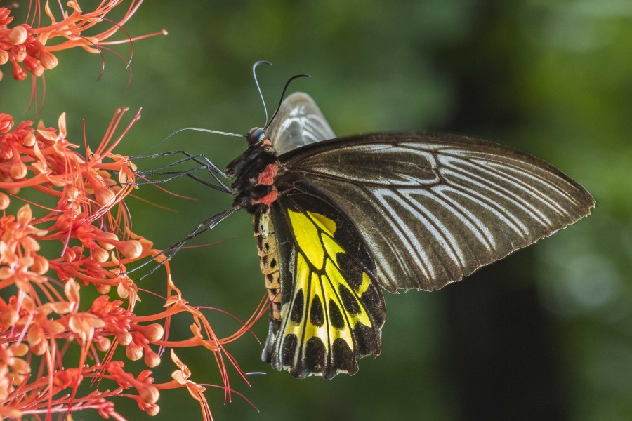 Southern Birdwing Rahul Alvares butterfly trips