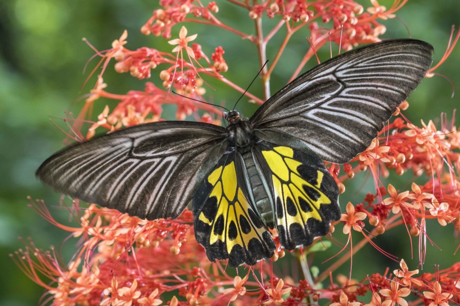 Southern Birdwing Rahul Alvares butterfly trips
