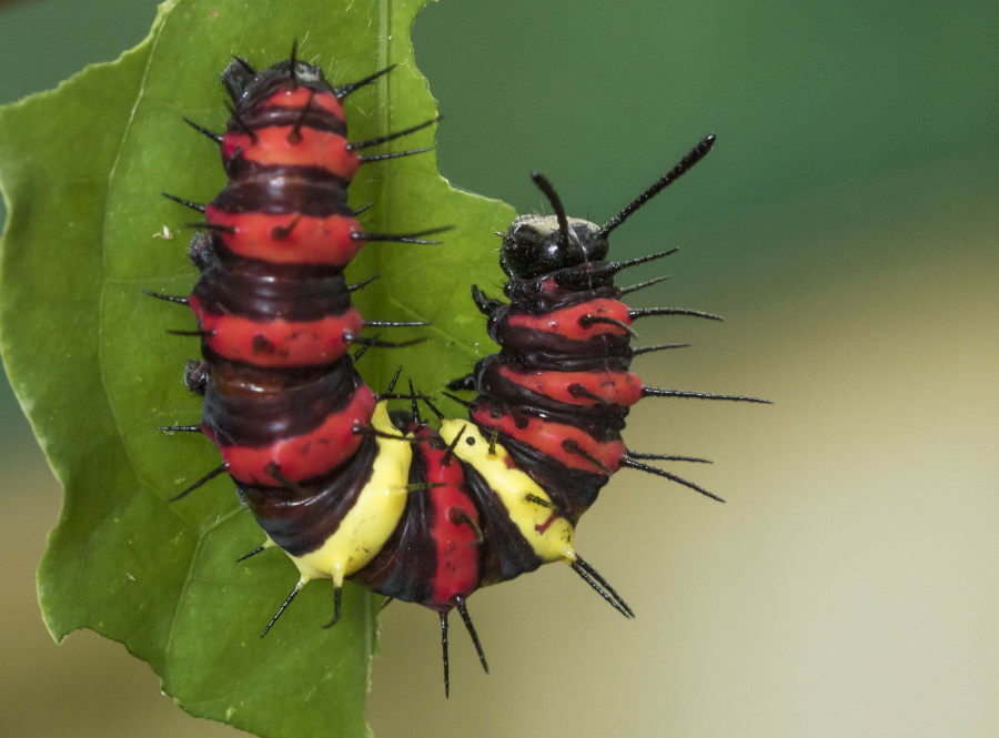 Tamil lacewing caterpillar Rahul Alvares