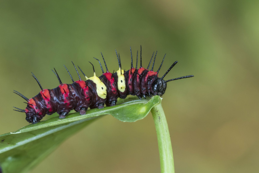 Tamil lacewing caterpillar Rahul Alvares