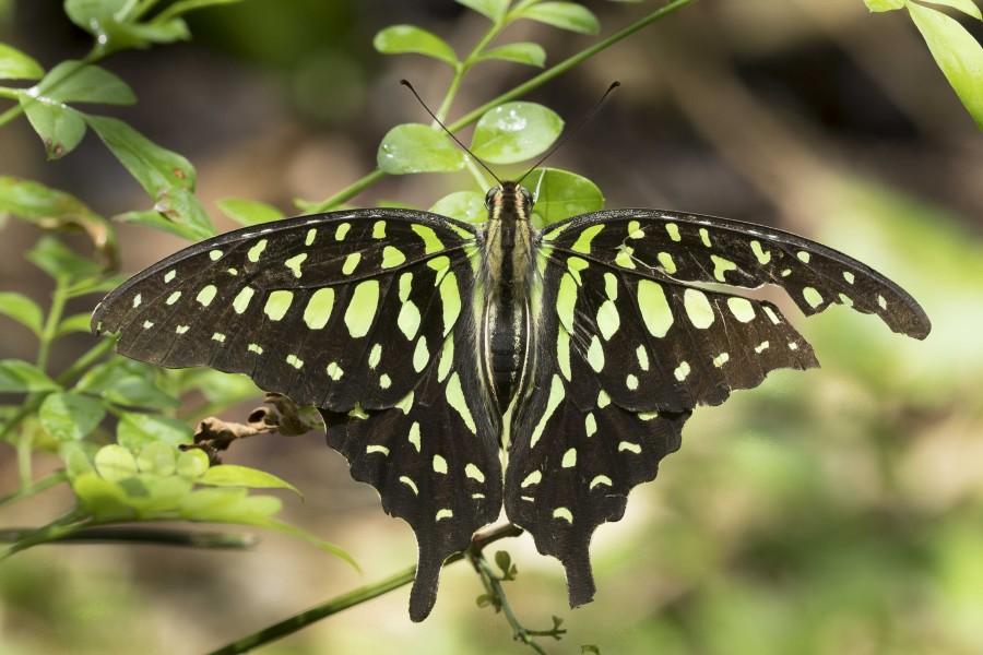 Tailed Jay Rahul Alvares Goa