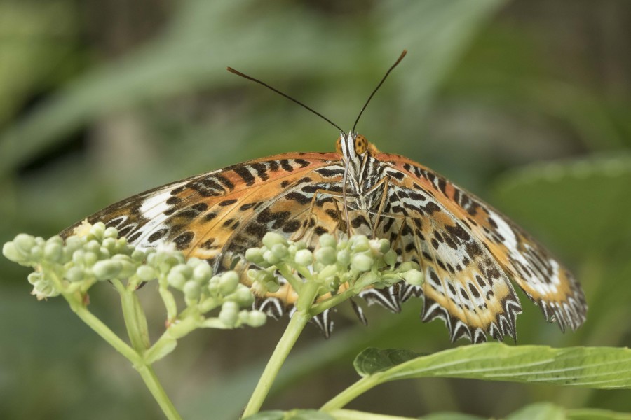 Tamil Lacewing Rahul Alvares Goa