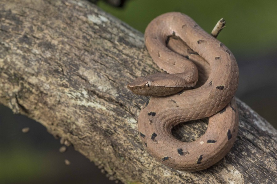 Hump nosed pitviper Rahul Alvares Goa