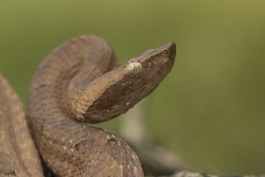 Hump nosed pitviper Rahul Alvares Goa