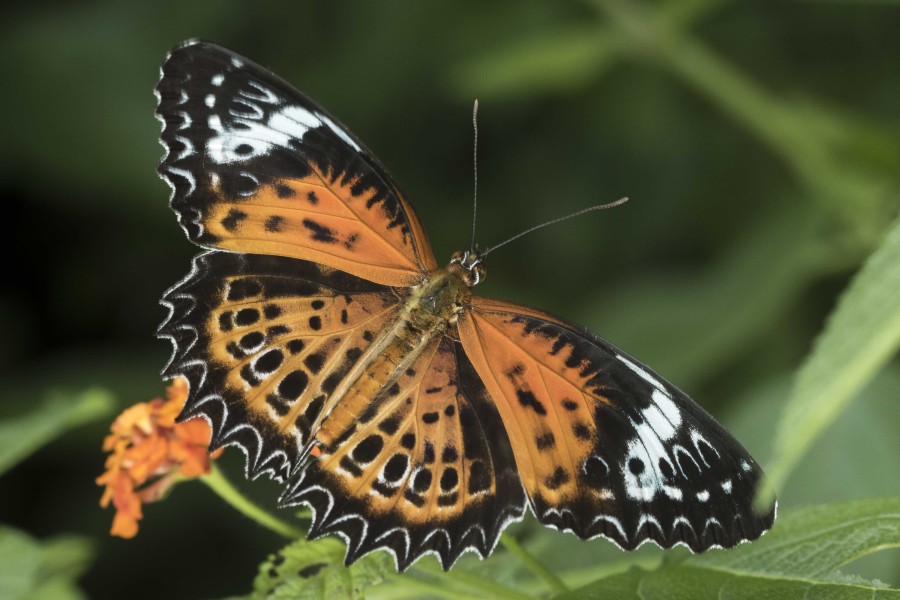 Tamil Lacewing Rahul Alvares